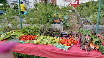 Table with a variety of vegetables on it.