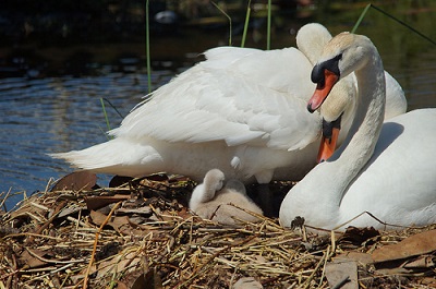 Two swans sit in a nest with their baby swan.